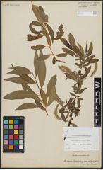 Foto von Salix alba L. x Salix pentandra L.